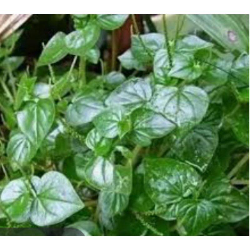 

sirih cina organik 250 gram