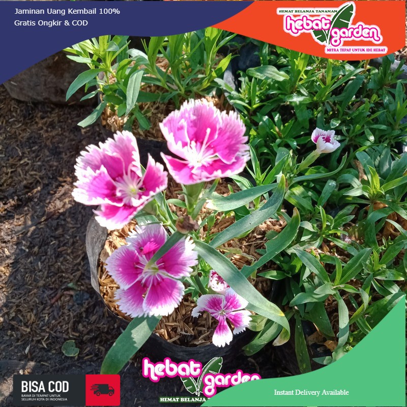 Anyelir Bunga Ungu putih - HEBAT GARDEN