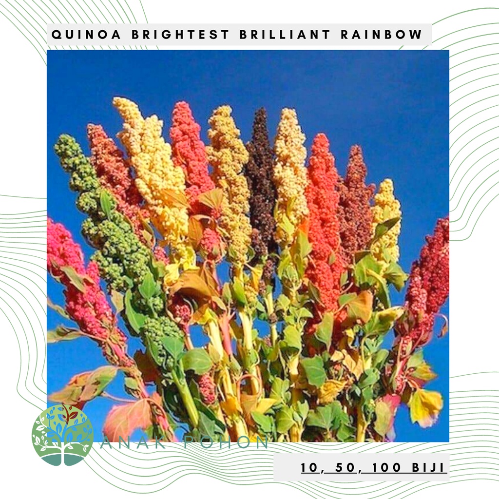 Benih Bibit Biji - Quinoa Brightest Brilliant Rainbow Premium Seeds - IMPORT - Cocok untuk Microgreens