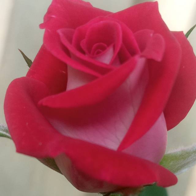 titinamilah123