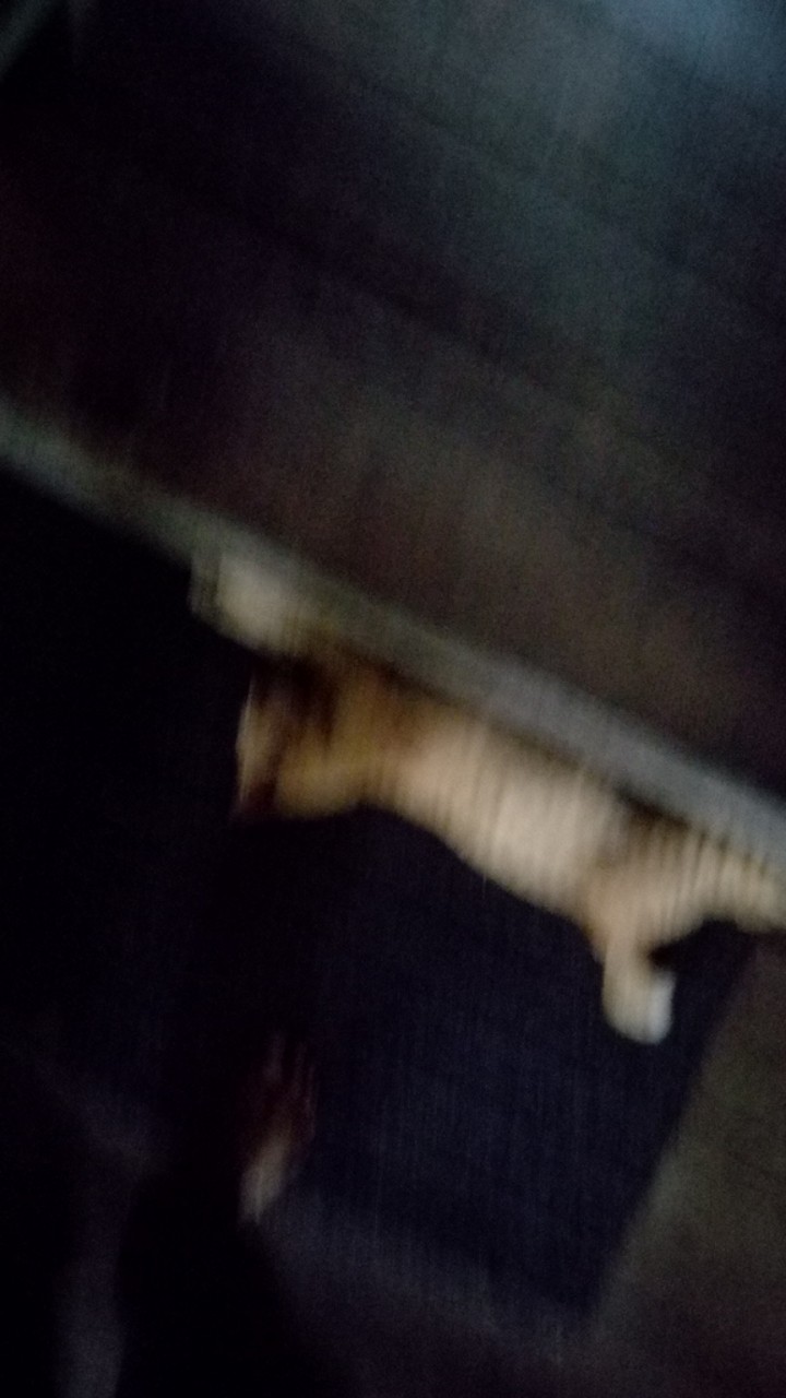 Better Beater Hand Mixer Manual Penggocok Telur Praktis