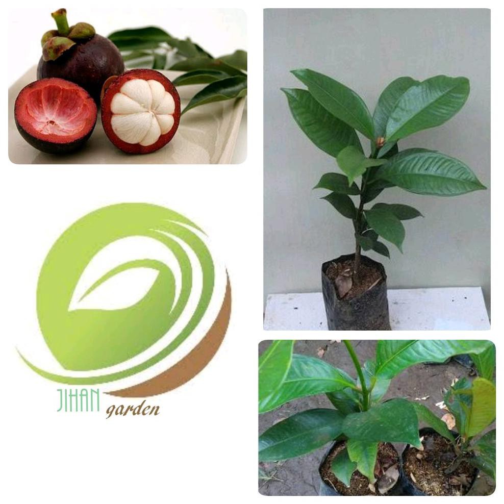 Super Bibit Tanaman Buah Manggis Manis-Pohon Manggis Kw Super