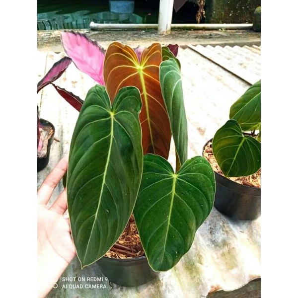 Tanaman hias Philodendron Melano Narrow