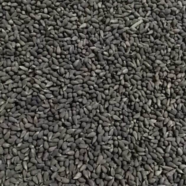 Dijual Benih balsa super F1 10gram biji balsa bibit pohon kayu balsa benih Murah