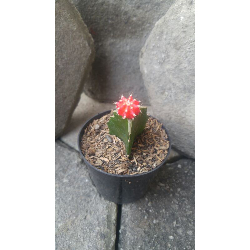 Tanaman kaktus gymno merah mini cantik