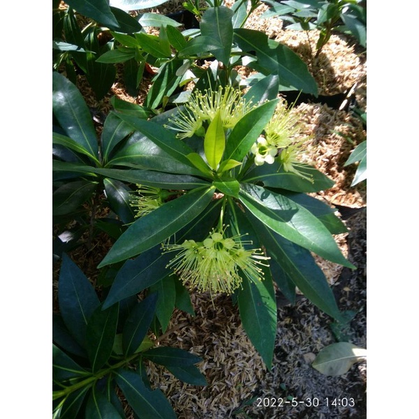 pakan klanceng vegetasi lebah pakan lebah Santos kuning terkel dengan nektar melimpah