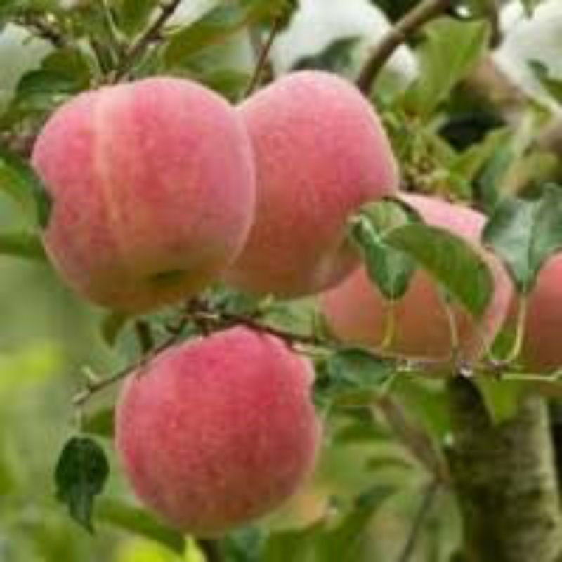 Bibit Apel Fuji Cangkok/Tanaman Bibit Apel Fuji Cangkok