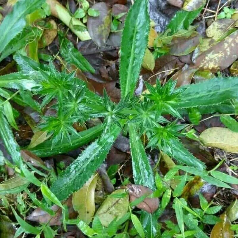 

Daun Walang Sangit Segar