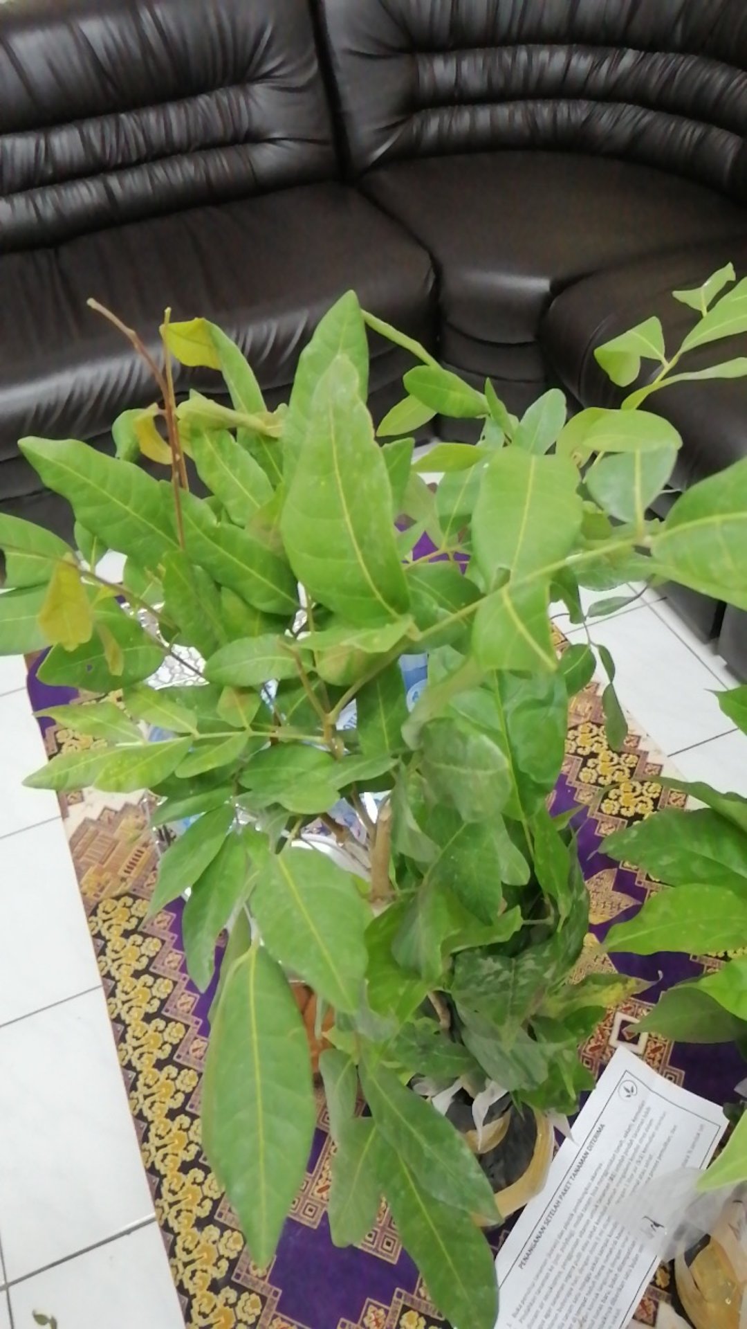 Bibit Kelengkeng Matalada Supermurah