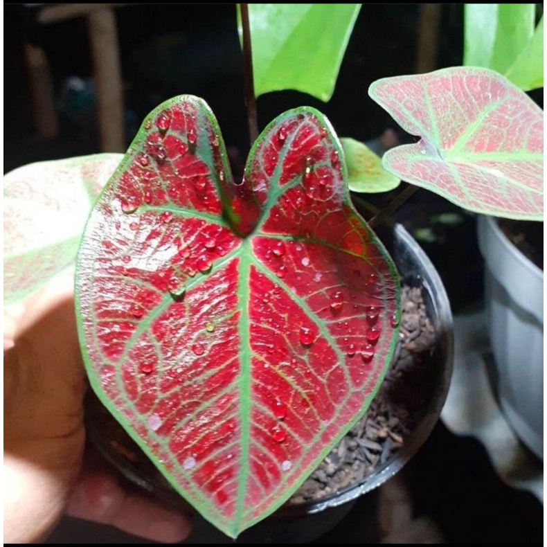 CALADIUM RED ARINI / KELADI RED ARINI / FESTIVIA