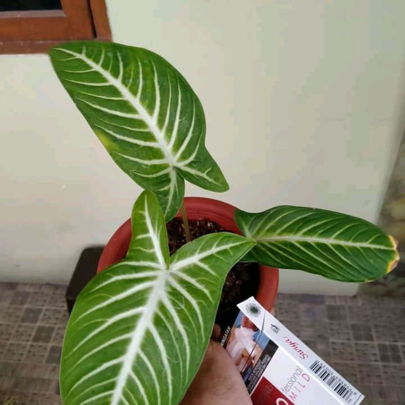 Tanaman Hias Antasoma | Caladium Xanthosoma Lindenii
