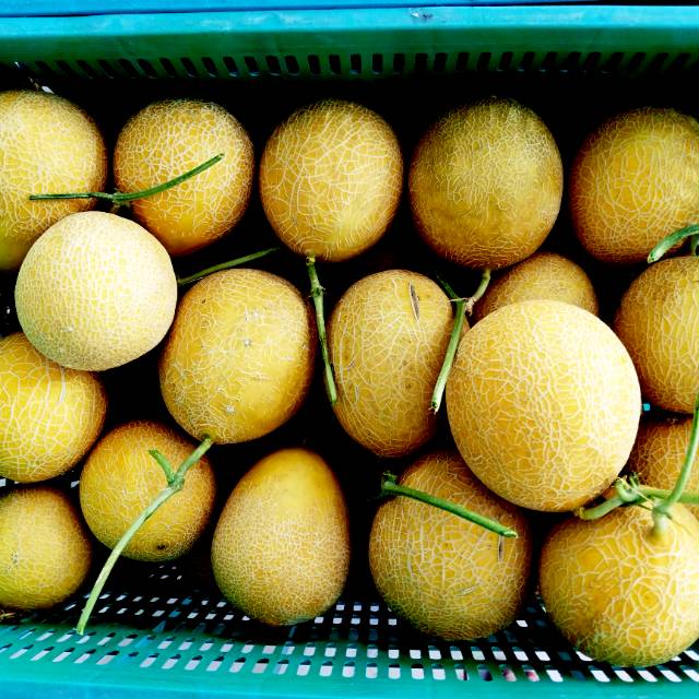 

Melon Greeny