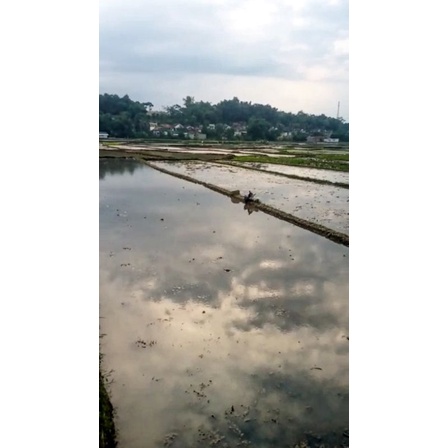 

DIJUAL CEPAT SAWAH
