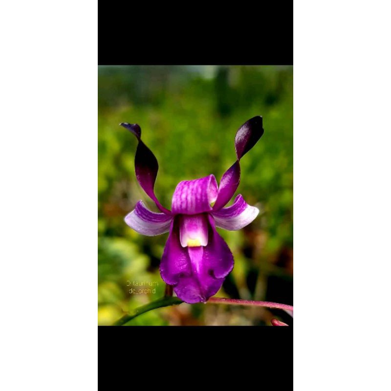anggrek species dendrobium taurinum