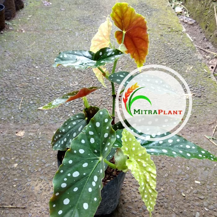 Tanaman Hias Begonia Polkadot Bibit Begonia Polkadot Bunga Begonia Polkadot