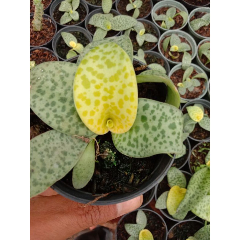 skulen lidah katak varigata