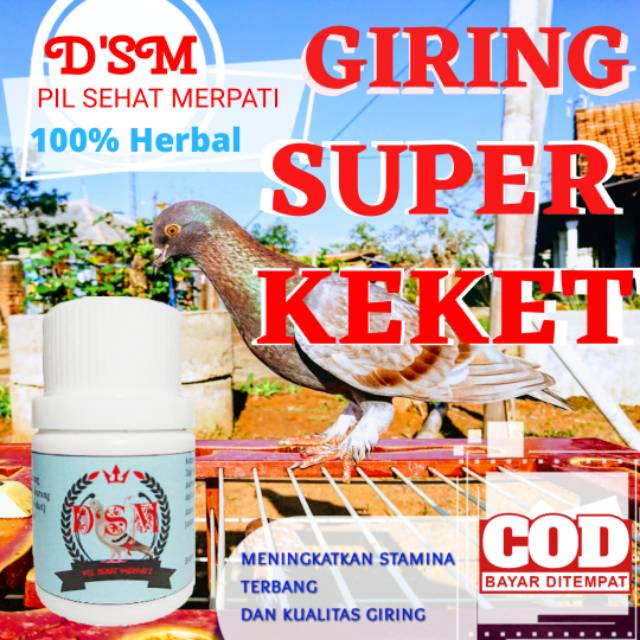 Jamu merpati Pil dsm sehat merpati pil merpati pil burung merpati