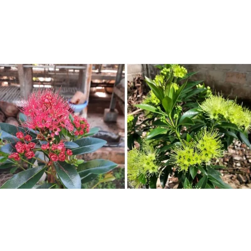 Santos merah dan Santos kuning satu paket, tanaman hias dan fegetasi lebah madu pakan klanceng