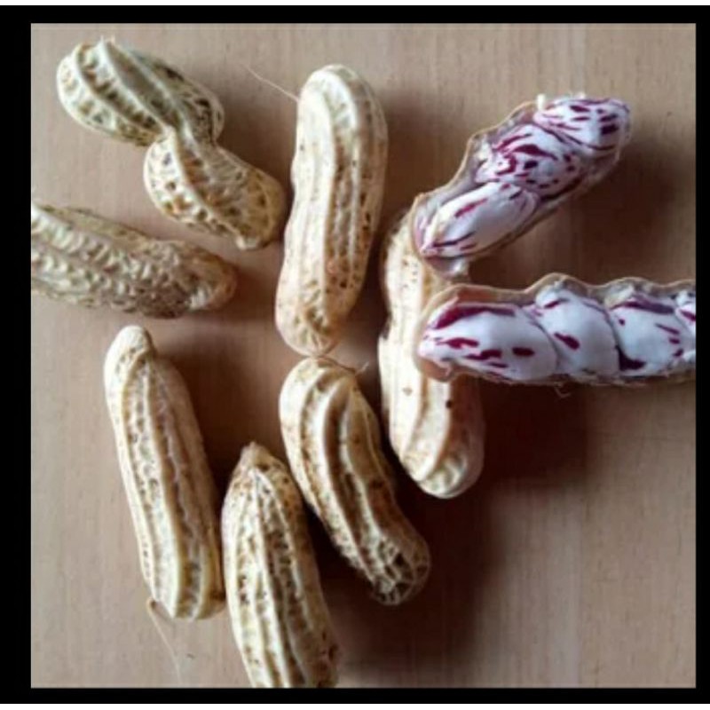 

kacang tanah lurik/kacang madu fresh 500gram