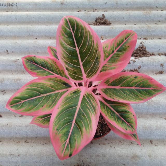 Aglonema Lotus Delight