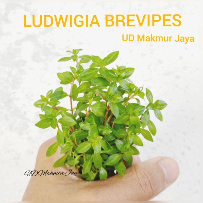 LUDWIGIA BREVIPES AQUATIC PLANT TANAMAN AQUASCAPE