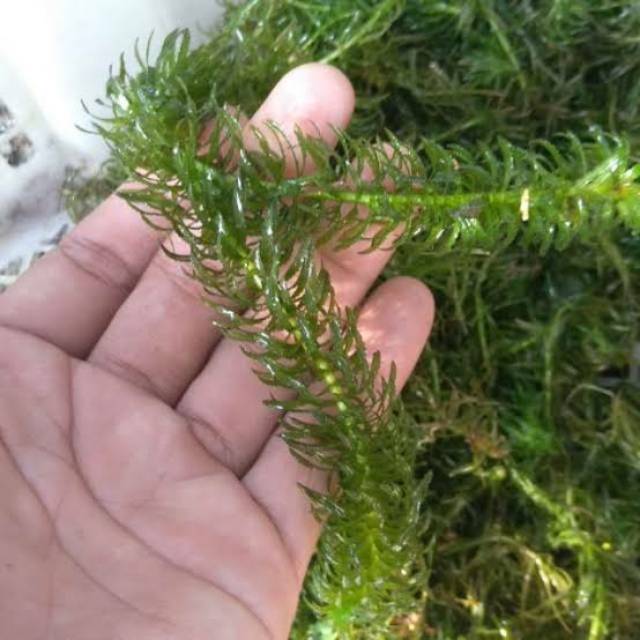 Tanaman Ganggang Hijau Hydrilla apu apu Shopee Indonesia Tanaman Ganggang Hijau Hydrilla apu apu Shopee Indonesia