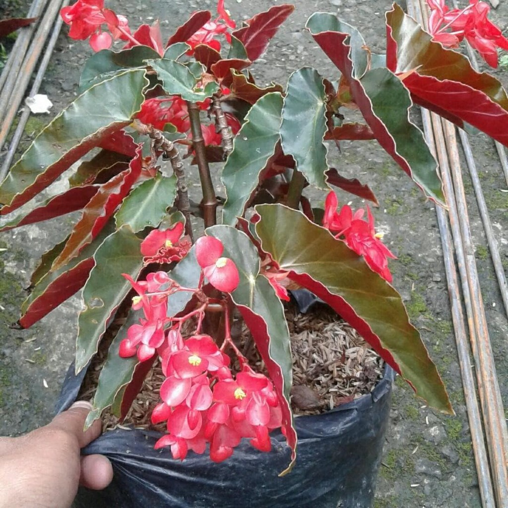 Tanaman Hias Begonia Bunga Merah Tanaman Begonia Shopee Indonesia