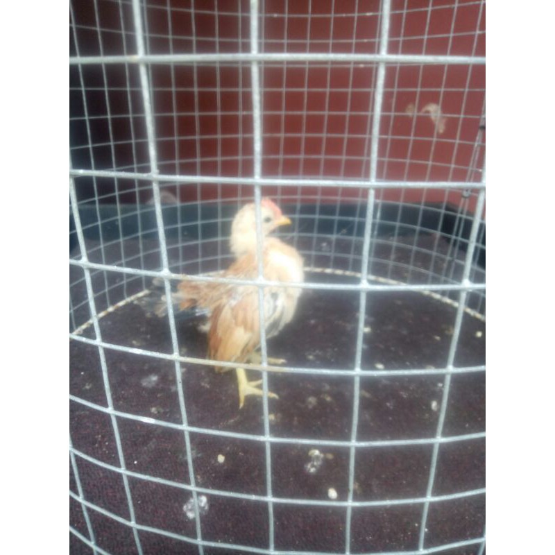 

ayam serama