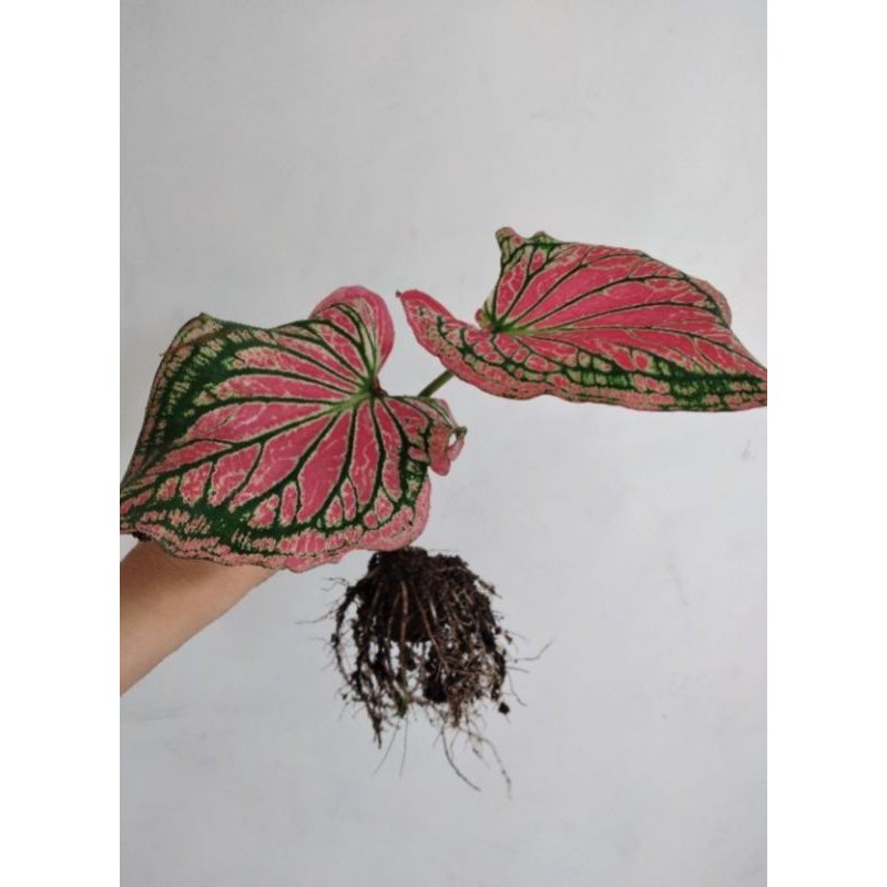 keladi wayang (keladi pink)