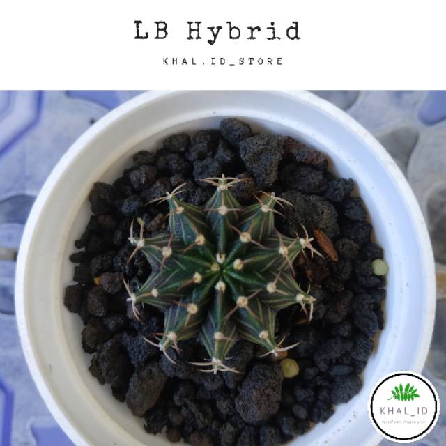 LB Hybrid | kaktus mini
