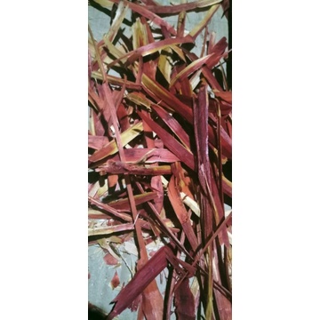kayu secang ikan cana ikan cupang