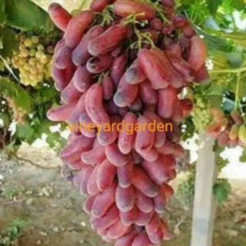 bibit anggur import carnival