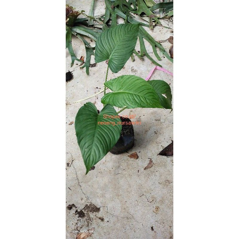 Homalomena sp