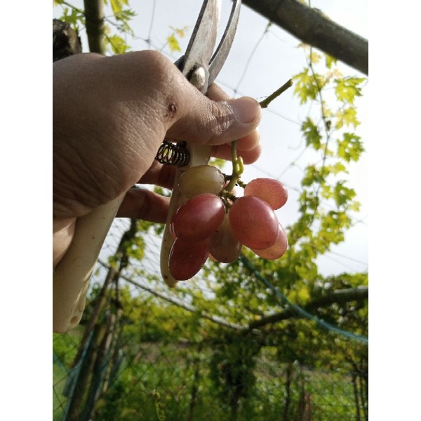 ENTRES ANGGUR IMPOR 7 VARIAN 50 Mata Tunas