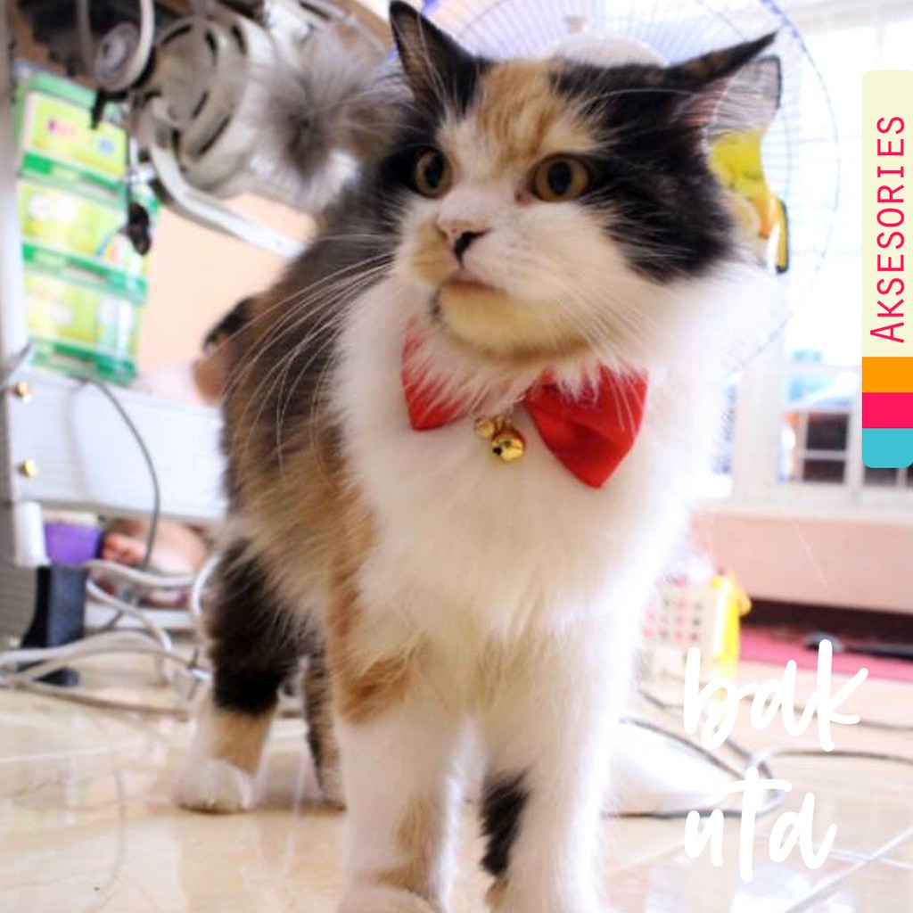 Red bowtie / dasi kupu-kupu / dasi lucu / dasi kucing / baju kucing