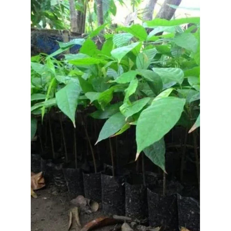 Ada Ready Bibit Tanaman Kakao Coklat Hibrida Unggul - Benih / Biji / Bibit