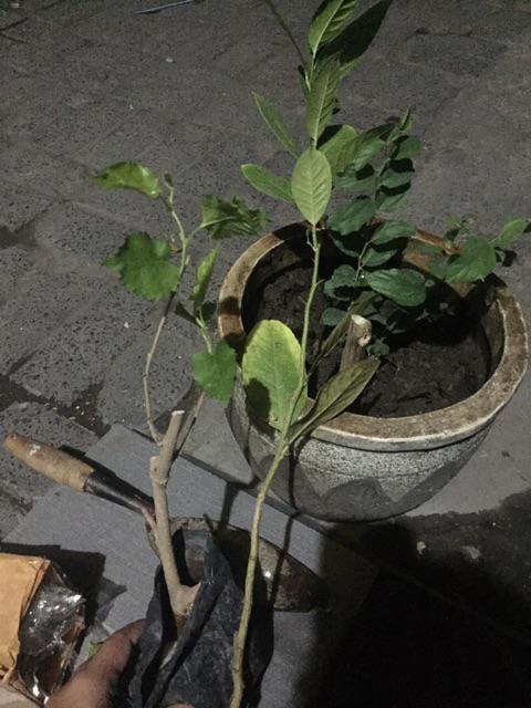 Jual Fres Cutting Pohon Kelor