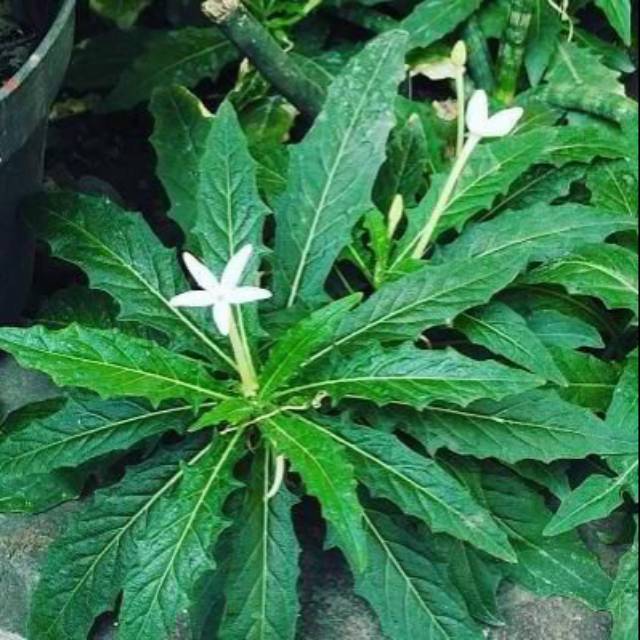 

Daun Ki tolod 250 gram