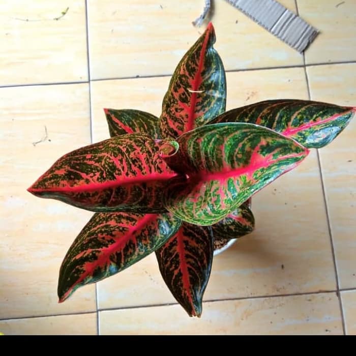 tanaman hias aglonema tiara pohon aglonema tiara merah