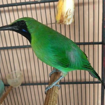 66 Gambar Burung Ijo Mini HD Terbaik