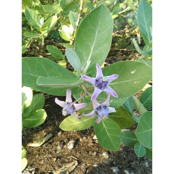 

Daun Biduri / Daun Widuri