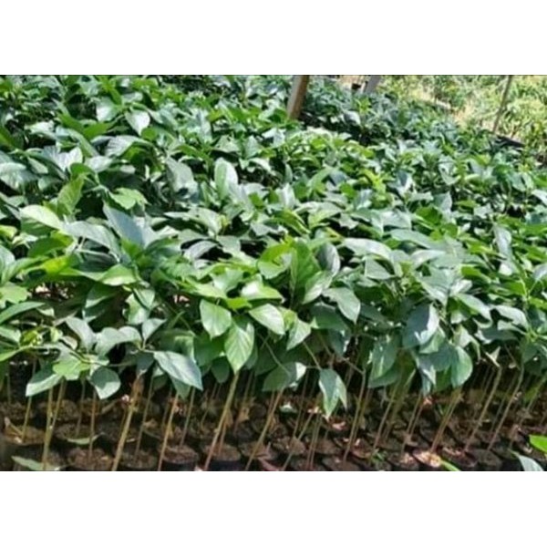 Bibit Alpukat Aligator Jumbo