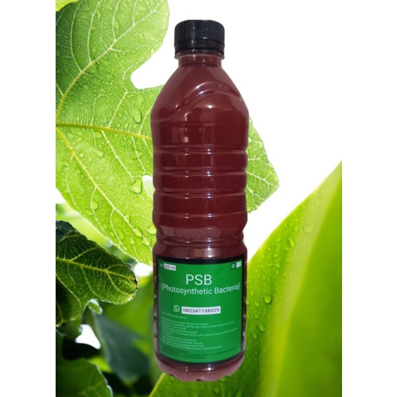 Pupuk PSB Biang 600ml
