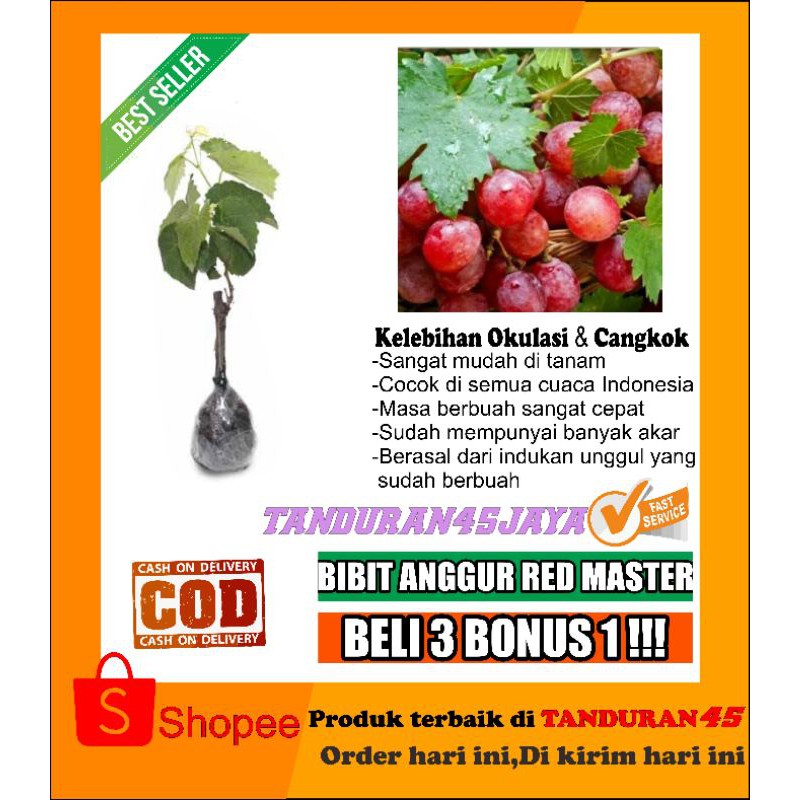 bibit anggur red master/bibit anggur import/bibit anggur