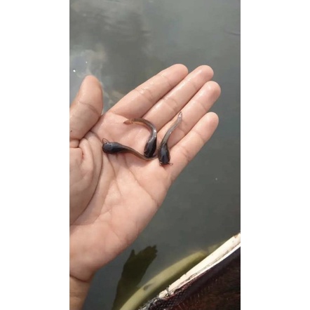 bibit ikan lele ukuran 7-8 cm