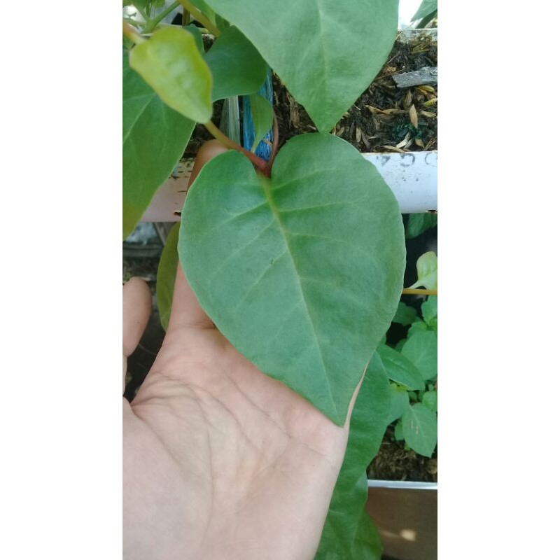 

1 Kg daun binahong segar