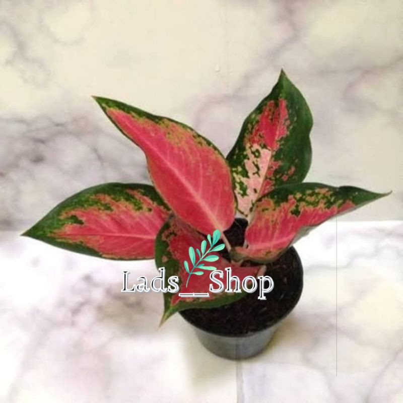 Tanaman Hias Aglonema Kochin Paramuay - Aglonema Kochin Paramuay