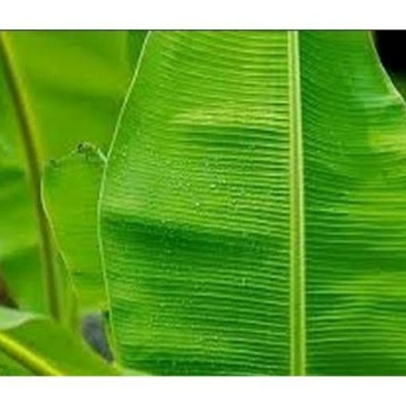 

daun pisang seger serbaguna