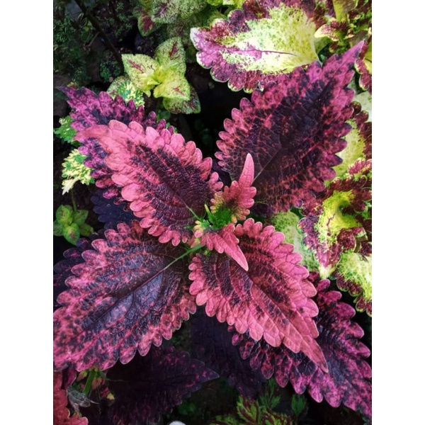 Miana premium id Pink fresh