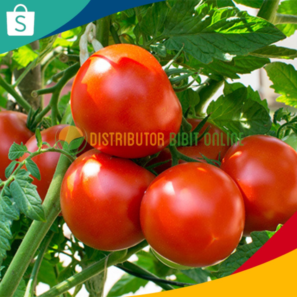 Bibit Tanaman Tomat Buah bibit okulasi majalengka